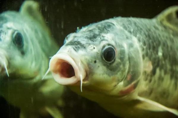 Сколько и какой рыбы нужно есть, чтобы сохранить здоровье: рассказала российский врач Рыкалова Сколько и какой рыбы нужно есть, чтобы сохранить здоровье: рассказала российский врач Рыкалова